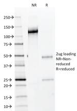 NKX2.2 (Neuroendocrine and Ewing's Sarcoma Marker) Antibody in SDS-PAGE (SDS-PAGE)