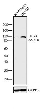 TLR4 Antibody in Western Blot (WB)