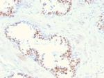 NKX3.1 Antibody in Immunohistochemistry (Paraffin) (IHC (P))