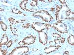 NKX3.1 Antibody in Immunohistochemistry (Paraffin) (IHC (P))