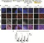 VGLUT1 Antibody in Immunocytochemistry (ICC/IF)