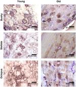 VGLUT1 Antibody in Immunohistochemistry - Free Floating (IHC (Free))