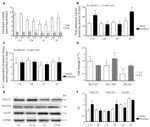 VGLUT1 Antibody in Western Blot (WB)