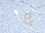 NKX6.1 (Marker for Pancreatic and Duodenal Neuroendocrine Tumors) Antibody in Immunohistochemistry (Paraffin) (IHC (P))