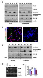 GSK3B Antibody in Western Blot (WB)