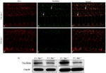 MARVELD2 Antibody in Western Blot, Immunohistochemistry (WB, IHC)