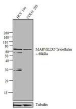 MARVELD2 Antibody in Western Blot (WB)