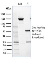 NRF1 Antibody in SDS-PAGE (SDS-PAGE)