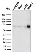 NRF1 Antibody in Western Blot (WB)