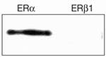 Estrogen Receptor alpha Antibody in Western Blot (WB)