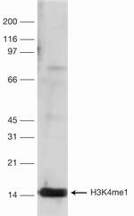H3K4me1 Antibody in Western Blot (WB)