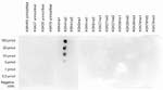 H3K4me2 Antibody in Dot Blot (DB)