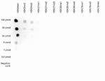 H3K9me1 Antibody in Dot Blot (DB)