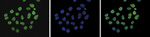 H3K9me2 Antibody in Immunocytochemistry (ICC/IF)