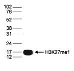 H3K27me1 Antibody in Western Blot (WB)