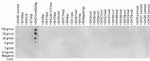 H3K27me3S28ph Antibody in Dot Blot (DB)