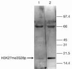 H3K27me3S28ph Antibody in Western Blot (WB)