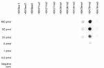 H3K79me2 Antibody in Dot Blot (DB)