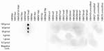 H3R17me2a Antibody in Dot Blot (DB)