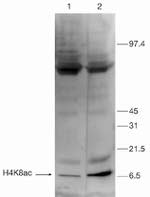 H4K8ac Antibody in Western Blot (WB)