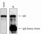 Glucocorticoid Receptor Antibody in Immunoprecipitation (IP)