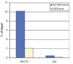 MECP2 Antibody in ChIP Assay (ChIP)