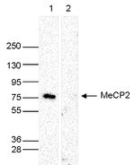 MECP2 Antibody in Western Blot (WB)