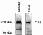 BAZ2A Antibody in Western Blot (WB)