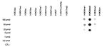 H3K36me2 Antibody in Dot Blot (DB)