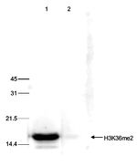 H3K36me2 Antibody in Western Blot (WB)