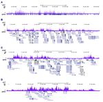 EZH2 Antibody in ChIP-Sequencing (ChIP-seq)