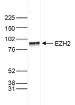 EZH2 Antibody in Western Blot (WB)