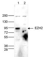 EZH2 Antibody in Western Blot (WB)