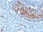 CD73 (Immuno-Oncology Target) Antibody in Immunohistochemistry (Paraffin) (IHC (P))