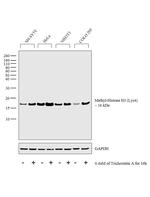 H3K4me1 Antibody in Western Blot (WB)