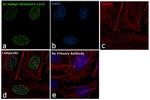 H3K9me2 Antibody in Immunocytochemistry (ICC/IF)