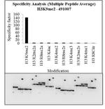 H3K9me2 Antibody in Peptide array (ARRAY)