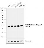 H3K9me2 Antibody in Western Blot (WB)