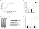 H3K9me3 Antibody in Western Blot (WB)