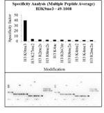 H3K9me3 Antibody in Peptide array (Array)