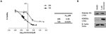 H3K9ac Antibody in Western Blot (WB)