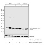 H3K9ac Antibody