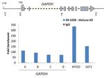 Histone H3 Antibody in ChIP Assay (ChIP)