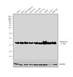 Histone H3 Antibody in Western Blot (WB)