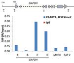 H3K36me2 Antibody