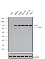 EZH2 Antibody in Western Blot (WB)