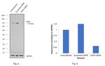 EZH2 Antibody in Western Blot (WB)