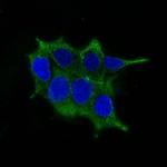 Ornithine Decarboxylase-1 (ODC-1) Antibody in Immunocytochemistry (ICC/IF)