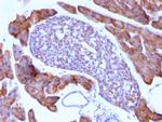 Ornithine Decarboxylase-1 (ODC-1) Antibody in Immunohistochemistry (Paraffin) (IHC (P))