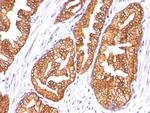 Ornithine Decarboxylase-1 (ODC-1) Antibody in Immunohistochemistry (Paraffin) (IHC (P))